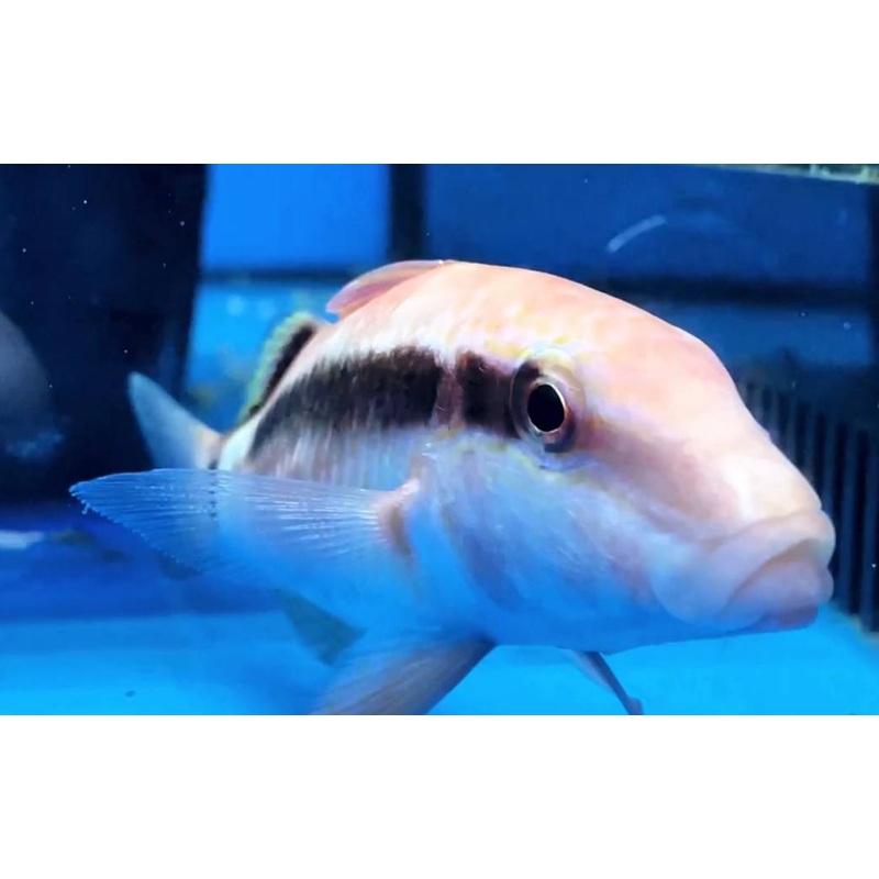 Red Goat Fish (Parupeneus sp)