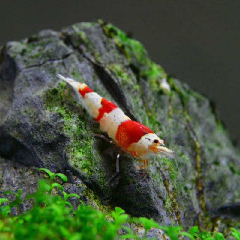 Crystal Red shrimp (Caridina cf. cantonensis)(CRS Grade S)( S  ) (5pcs)