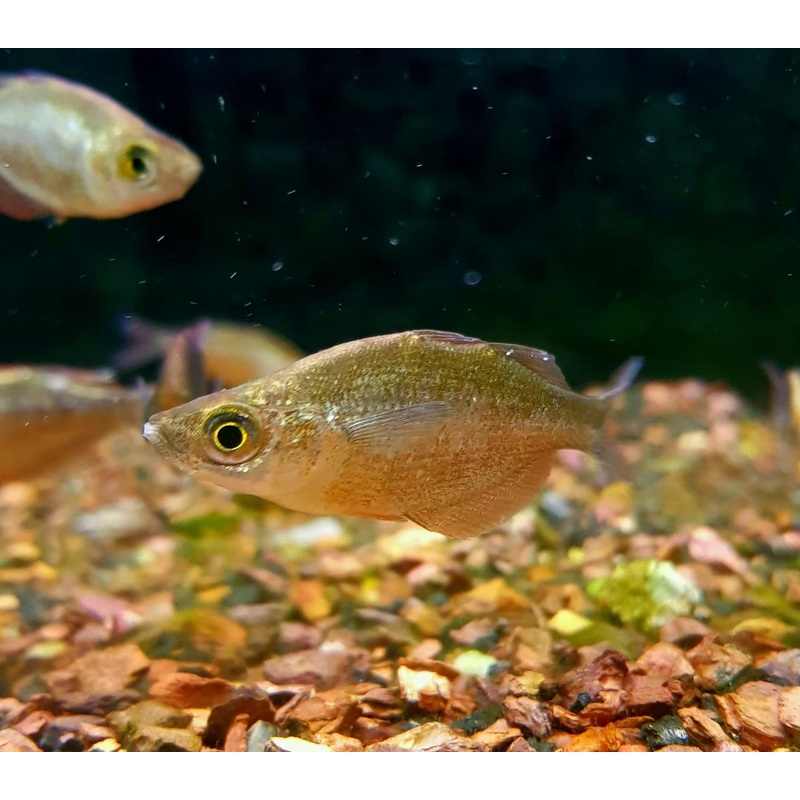 Salmon Red Rainbowfish (Glossolepis Incisus)