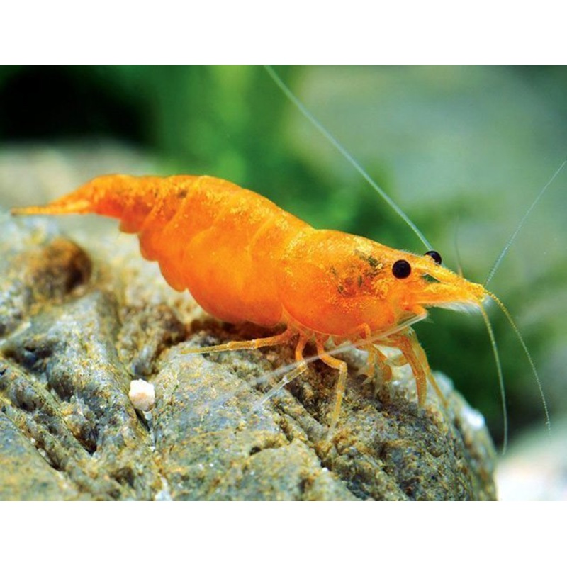 Sunkist Shrimp () (5pcs)