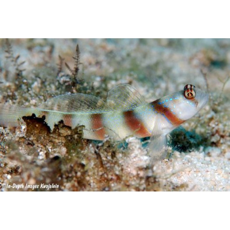 Wide Barred Shrimp Goby (Amblyeleotris Latifasciata)
