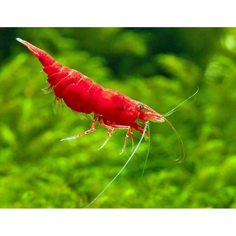Fire Red Shrimp (Grade A)(A)(5pcs)