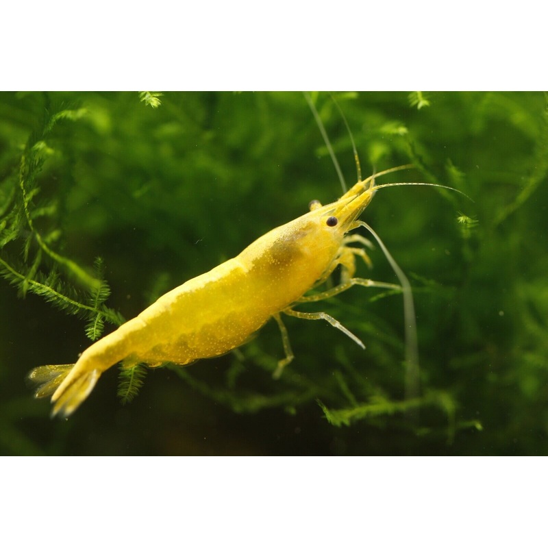 Golden Back Shrimp ()