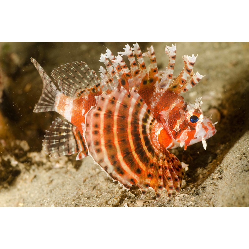 Shortfin Lionfish (Dendrochirus Brachypterus)