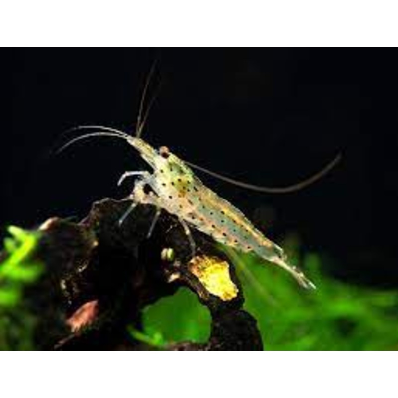 Yamato Shrimp (Caridina multidentata) (5pcs)