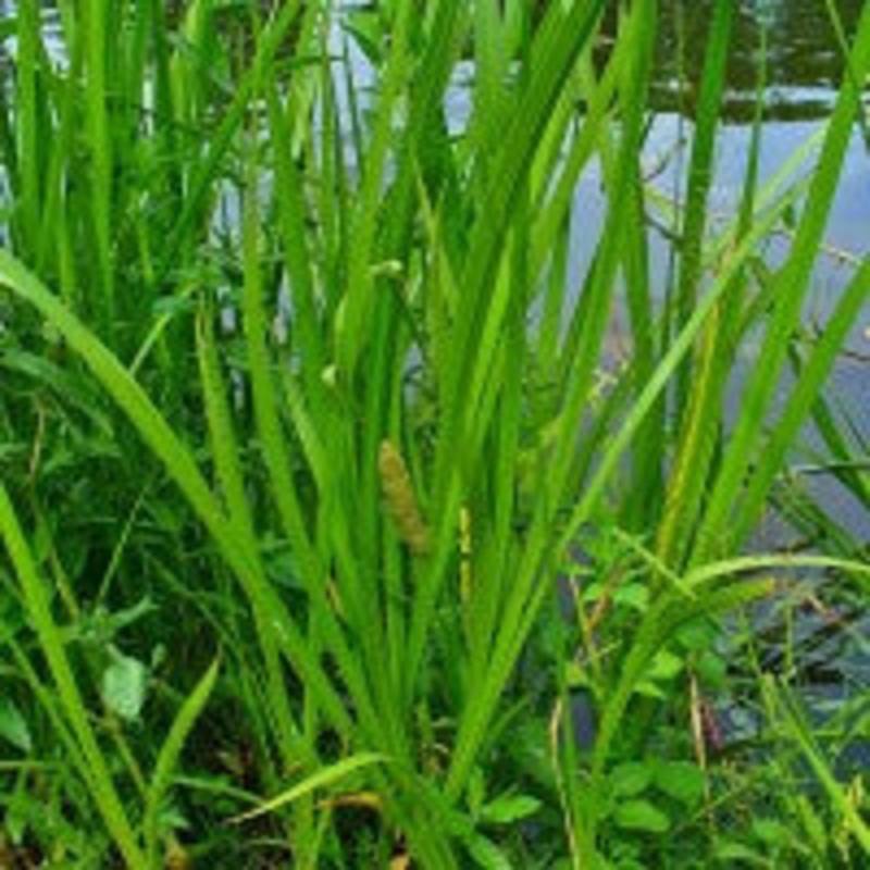 Acorus Calamus