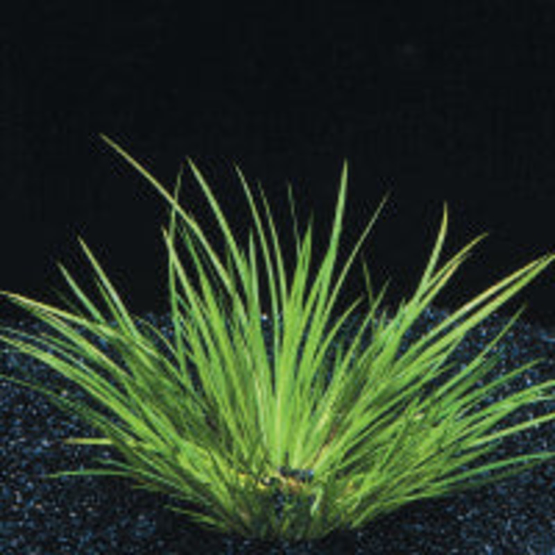 Acorus Pusillus