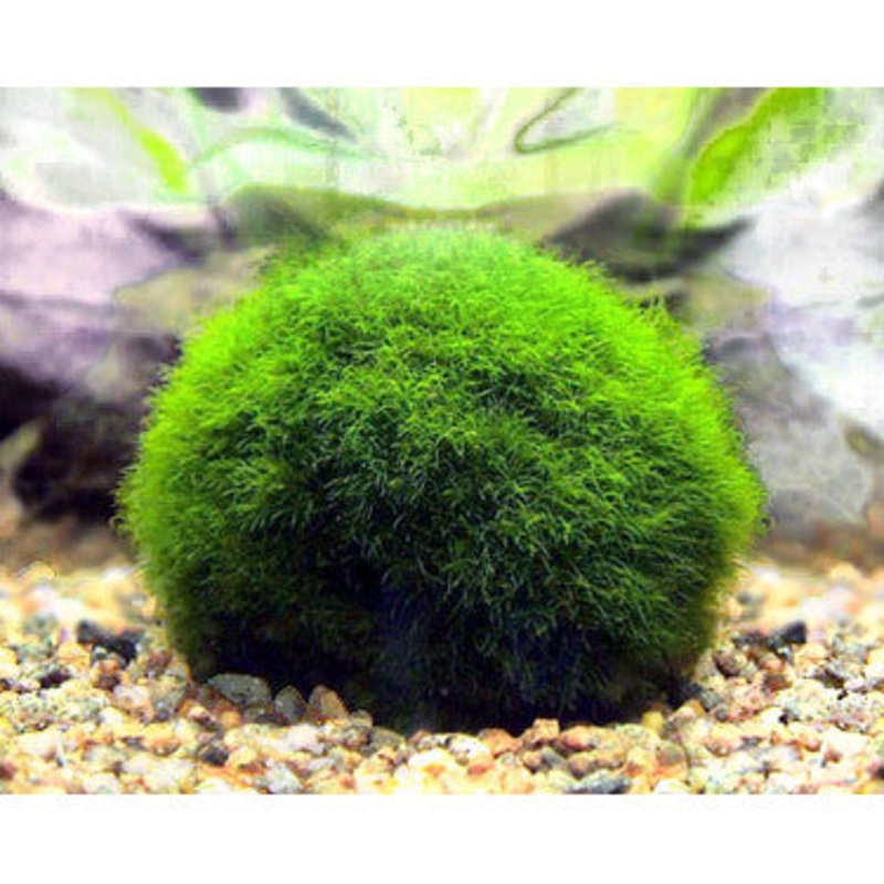 Algae Moss Ball (Cladophora aegagrophila)