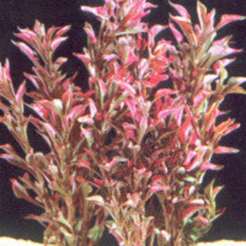 Alternanthera Bettzickiana Red