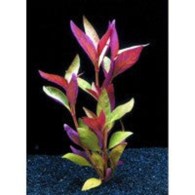 Alternanthera Lilacina