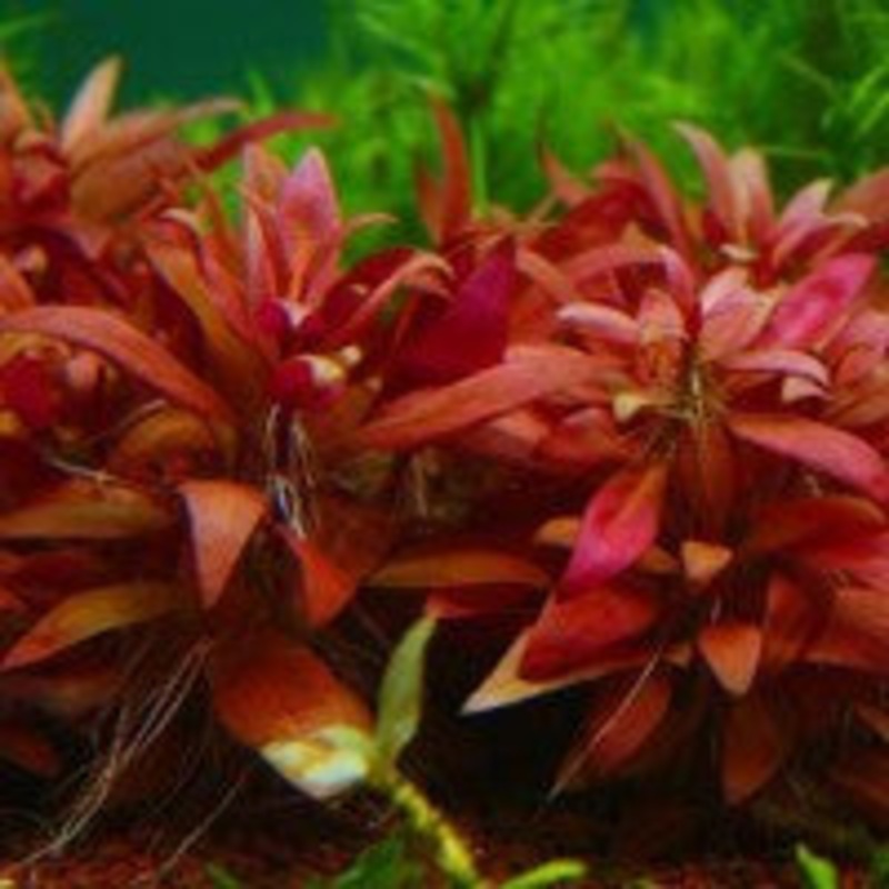 Alternanthera Reineckii Mini