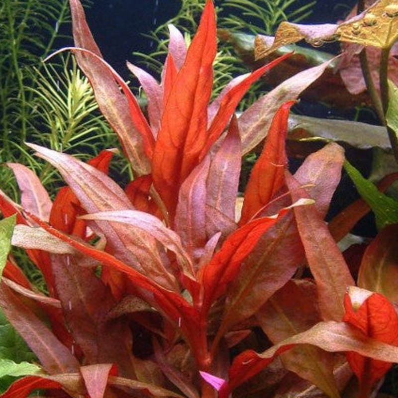 Alternanthera reineckii (pot)