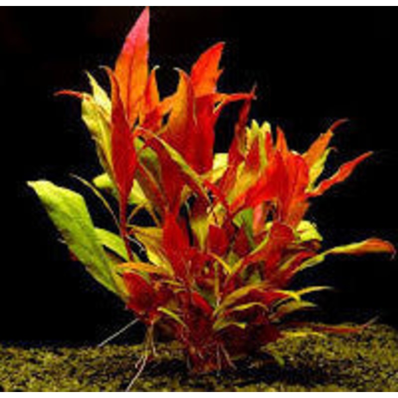 Alternanthera Rosefolia