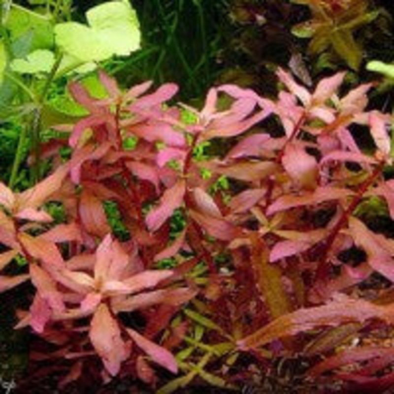 Ammannia Nesaea