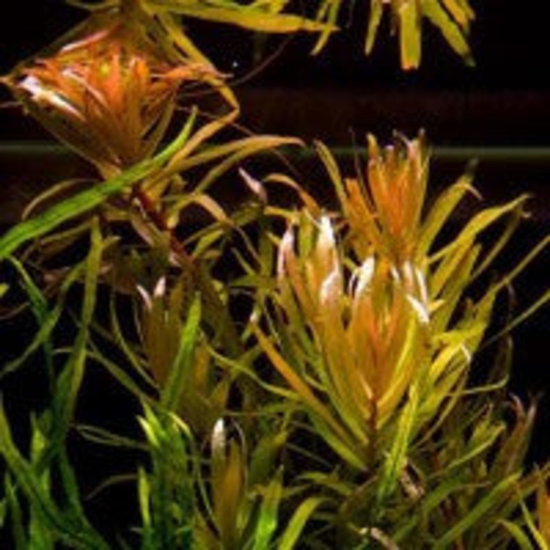 Ammannia Pedicellata