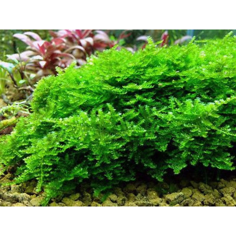 Anchor Moss (net)