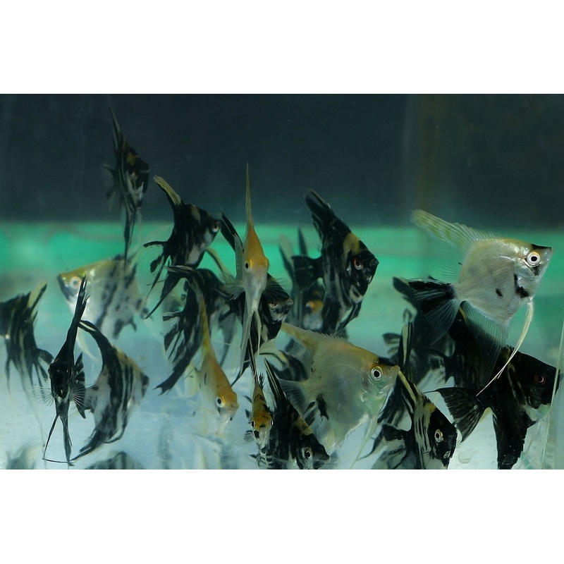Angelfish (Juvenile) (Assorted) (5pcs)