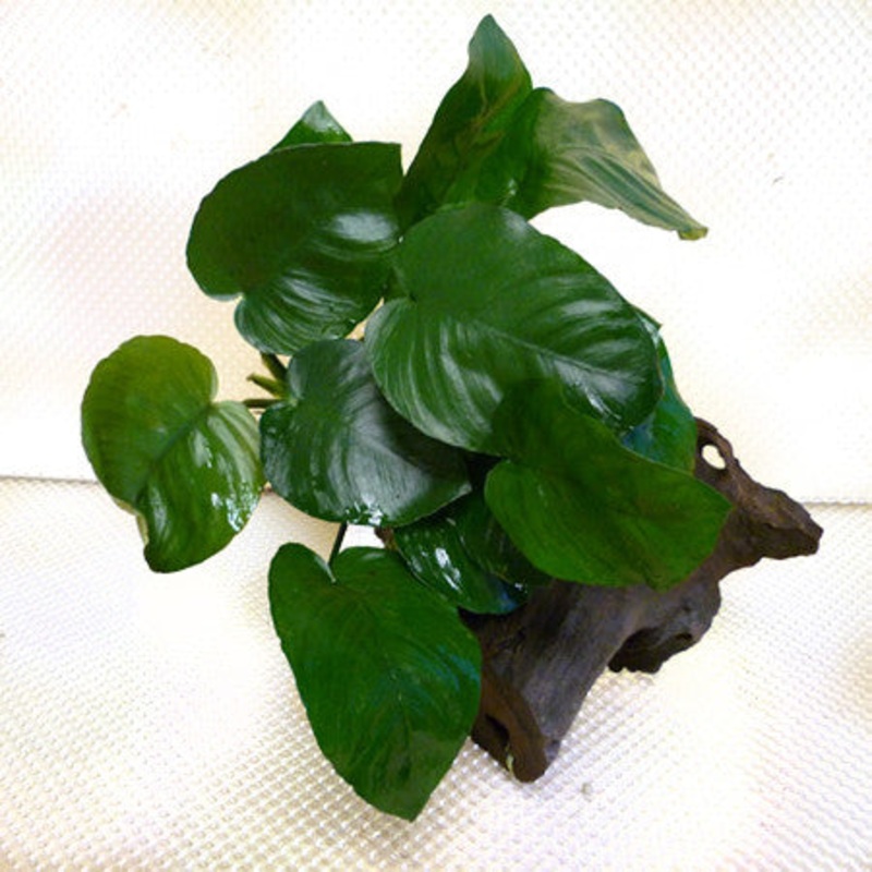 Anubias barteri wood