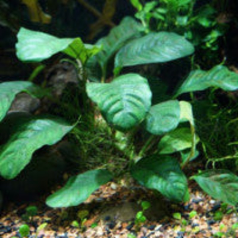 Anubias coffeefolia