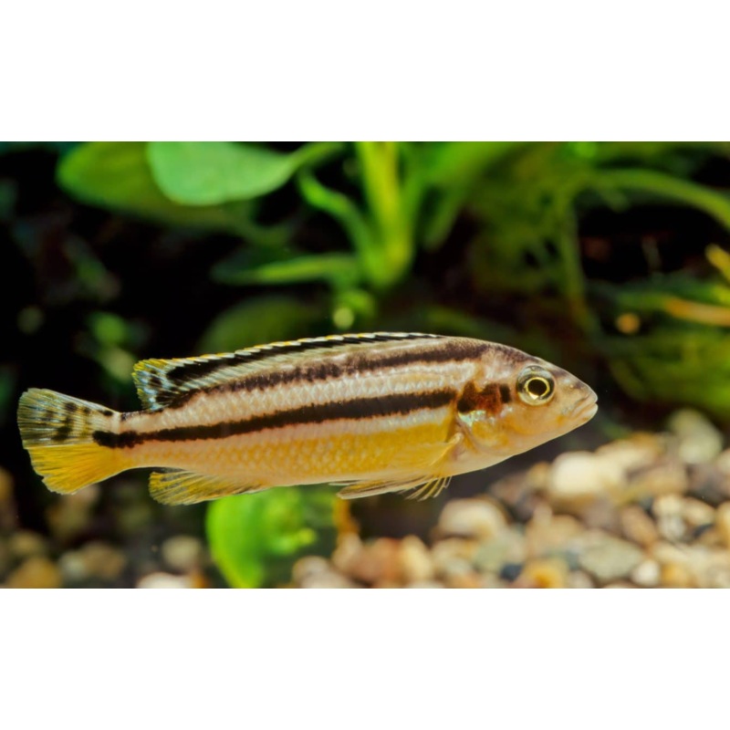 Auratus Cichlid (Melanochromis Auratus)(5pcs)
