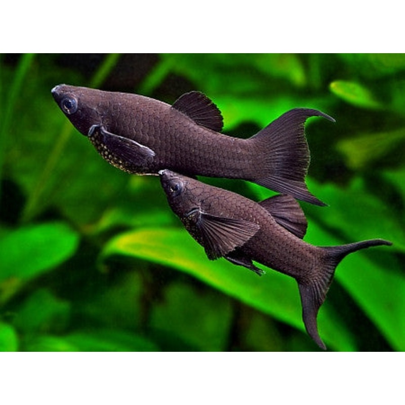 Black Molly (Poecilia sp.) (5pcs)