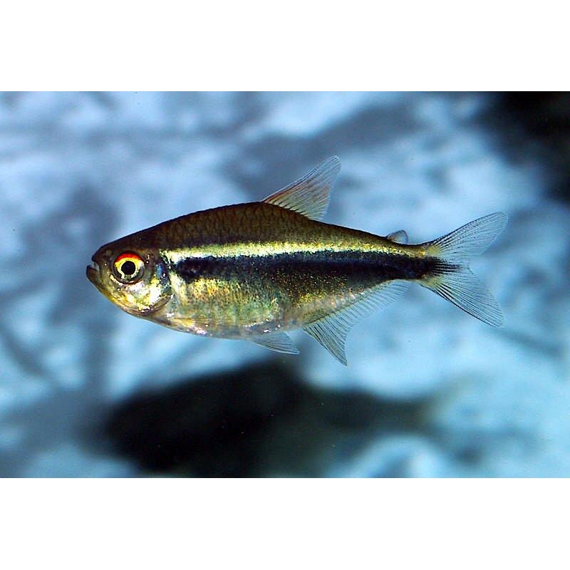 Black Neon Tetra (Hyphessobrycon herbertaxelrodi) (5 pcs)