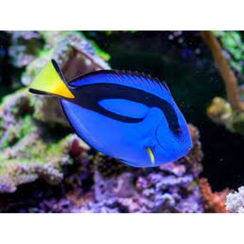 Blue Tang (Paracanthurus hepatus)