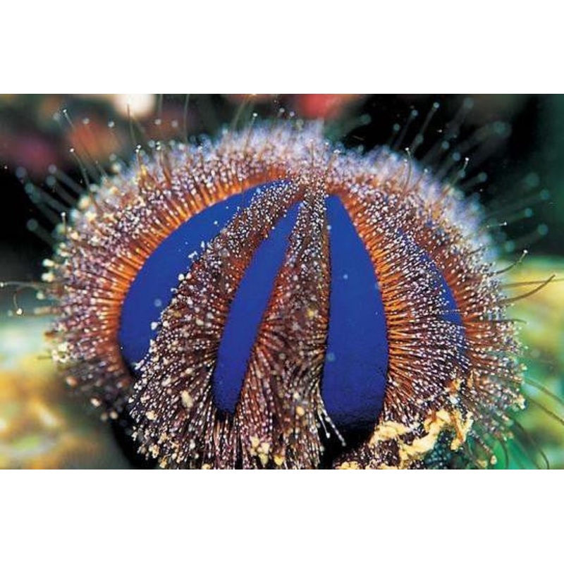 Blue Tuxedo Urchin (Mespilia Globulus)