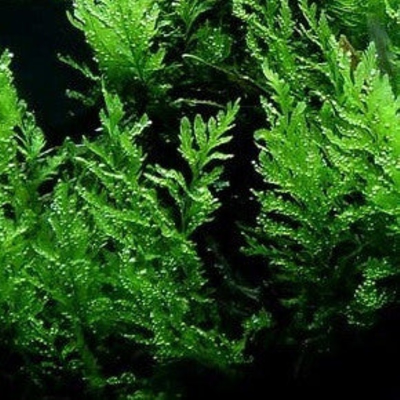 Bolbitis heudelotii (rock)