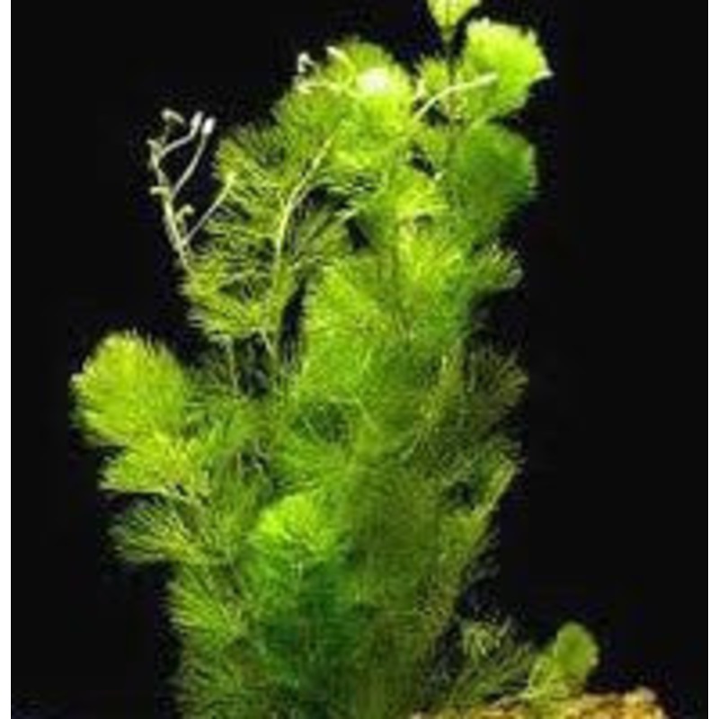 Cabomba Caroliniana