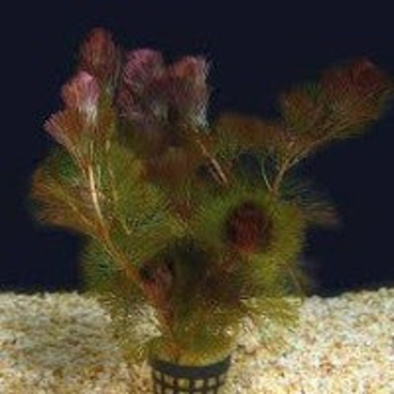 Cabomba Piauhyensis