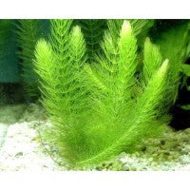 Ceratophyllum Demersum Horwort
