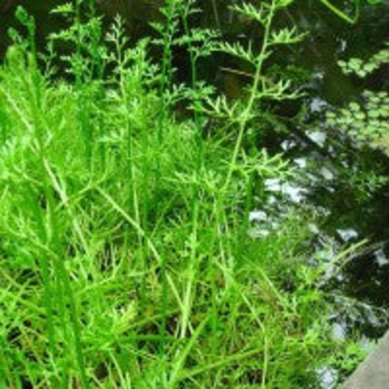 Ceratopteris Thalictroides