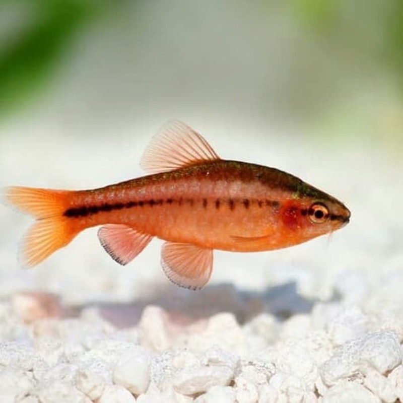 Cherry Barb (Puntius Titteya) (5pcs)
