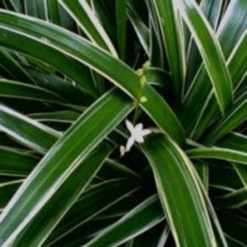 Chlorophytum Bichetii