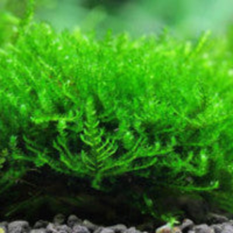Christmas moss (Vesicularia montagnei)(Packet)