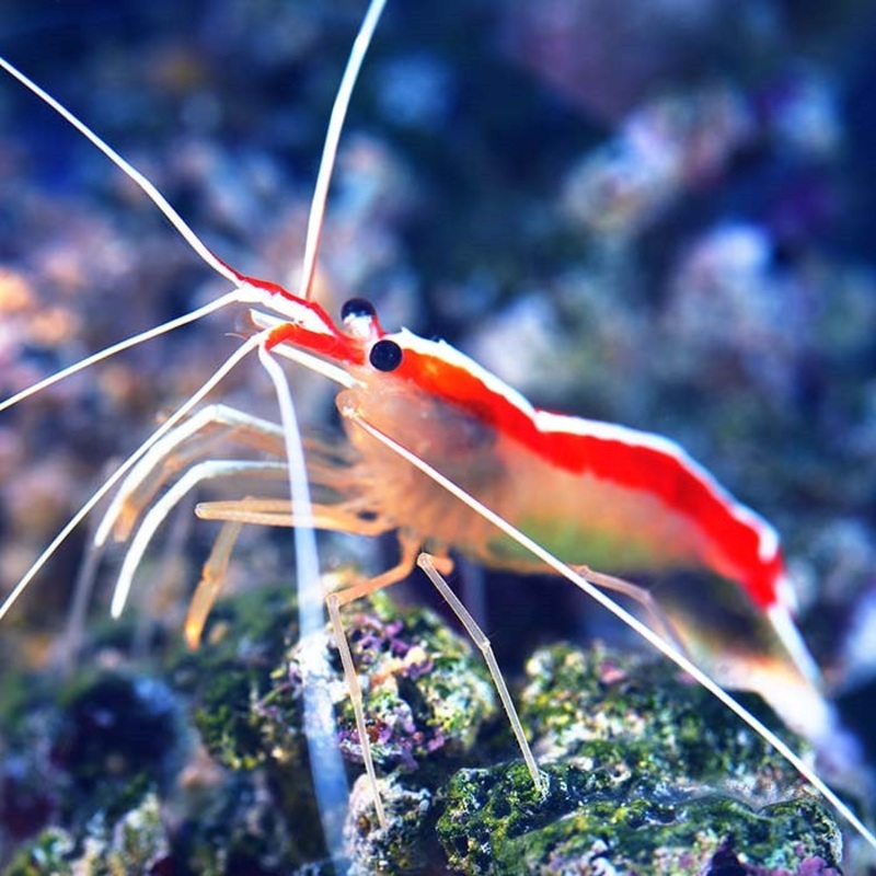 Cleaner Shrimp (Lysmata amboinensis)