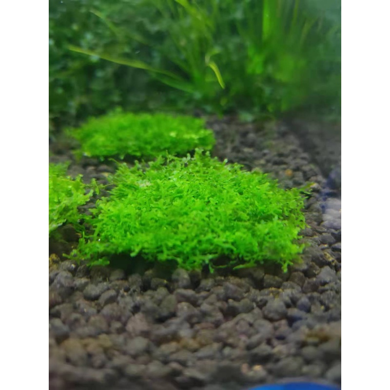 Coral Pelia (Ricciadia Chamedryfolia) (Mesh)