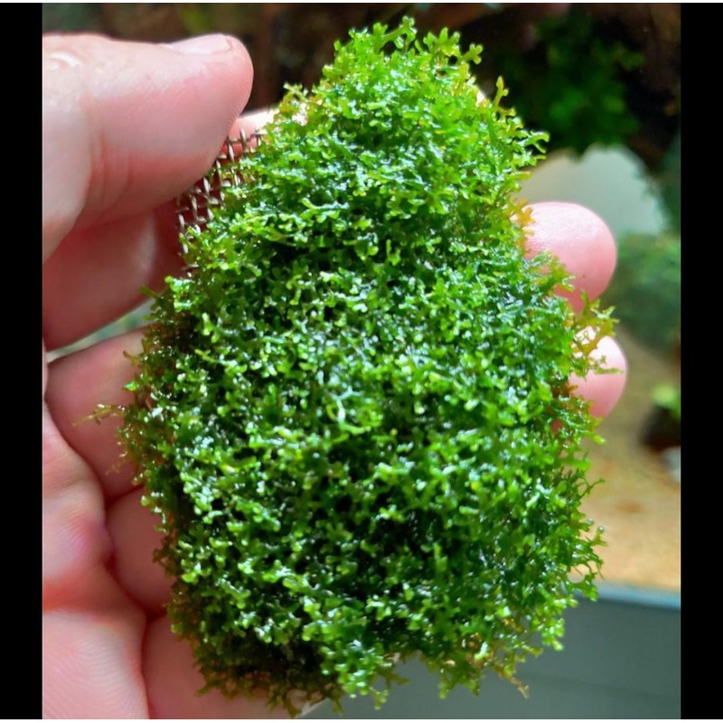 Coral Pelia (Ricciadia Chamedryfolia) (on rock)