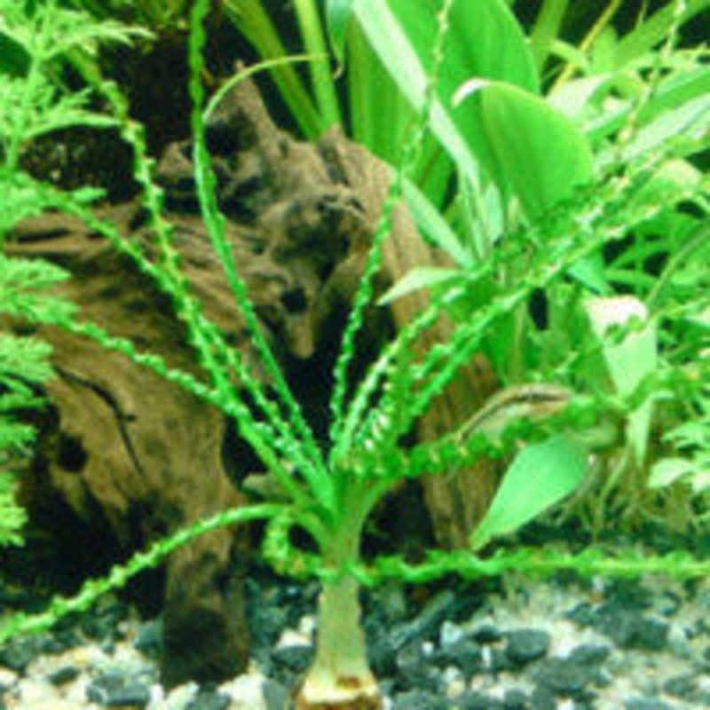 Crinum aquatica