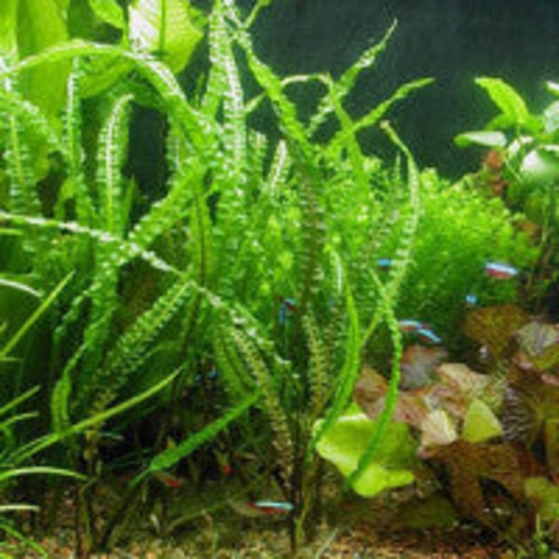 Cryptocoryne balansae