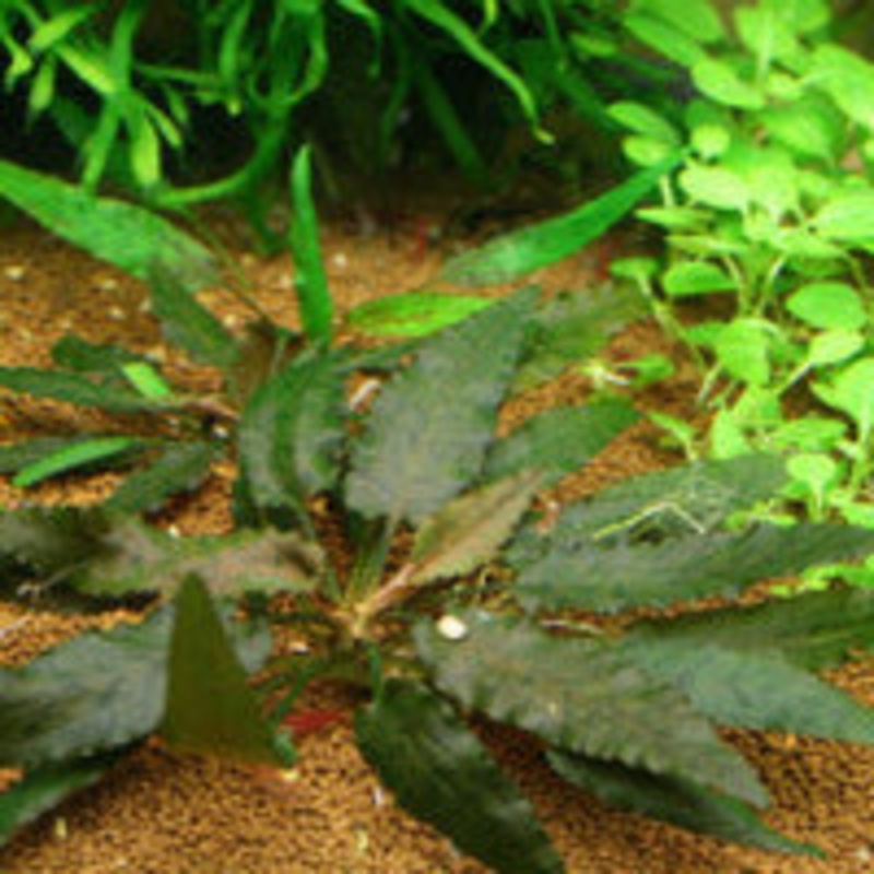 Cryptocoryne beckettii