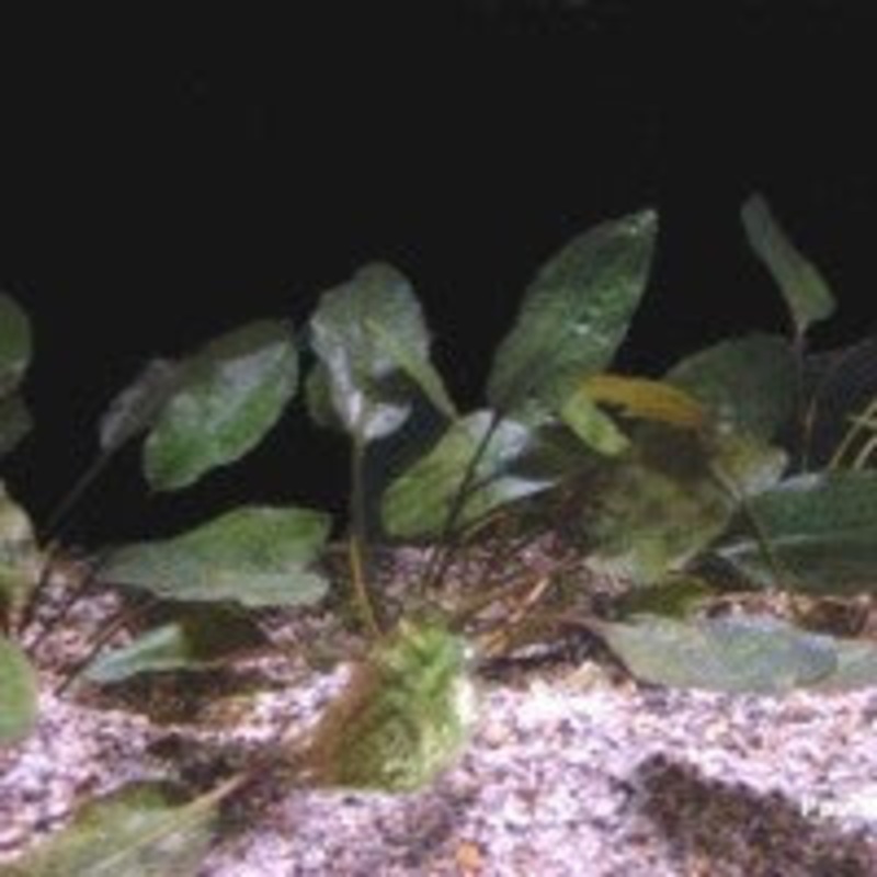 Cryptocoryne cordata