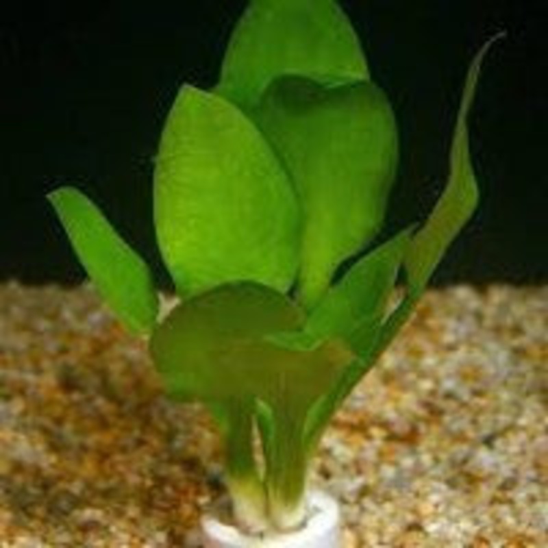 Cryptocoryne lingua