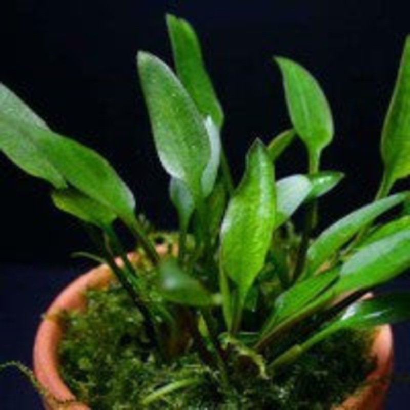 Cryptocoryne lucens