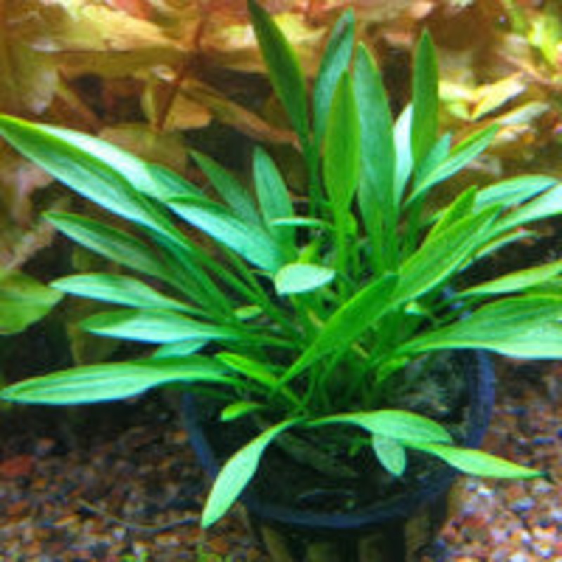 Cryptocoryne parva (Aquatic Plant)