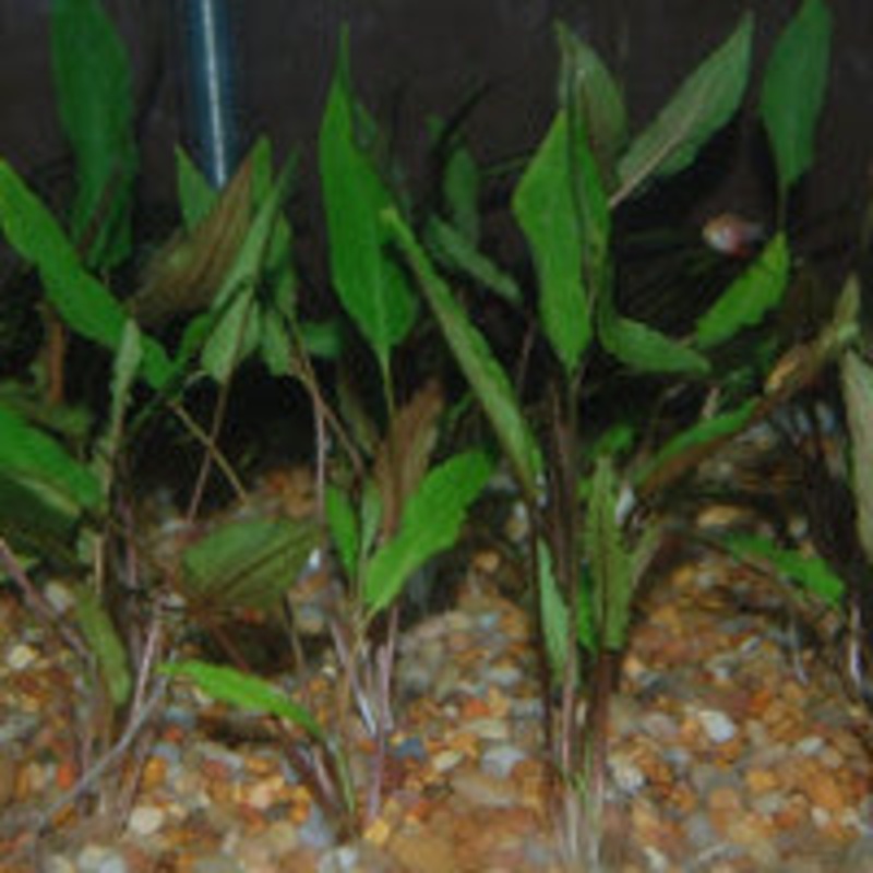 Cryptocoryne petchii