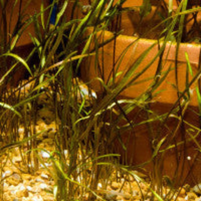 Cryptocoryne tonkinensis
