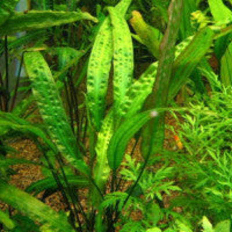 Cryptocoryne usteriana