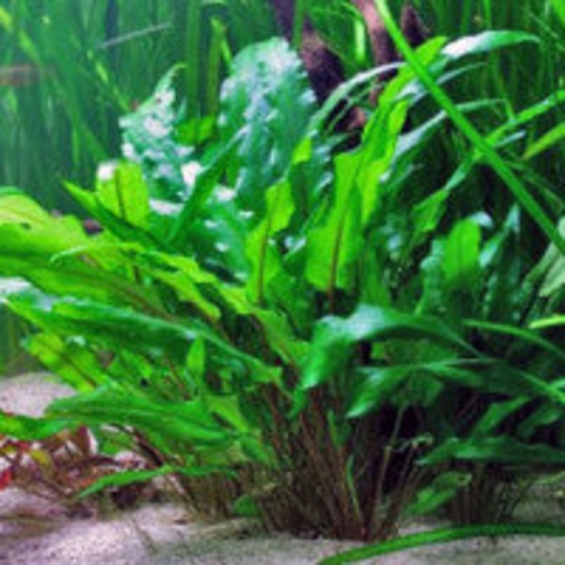 Cryptocoryne wendtii green